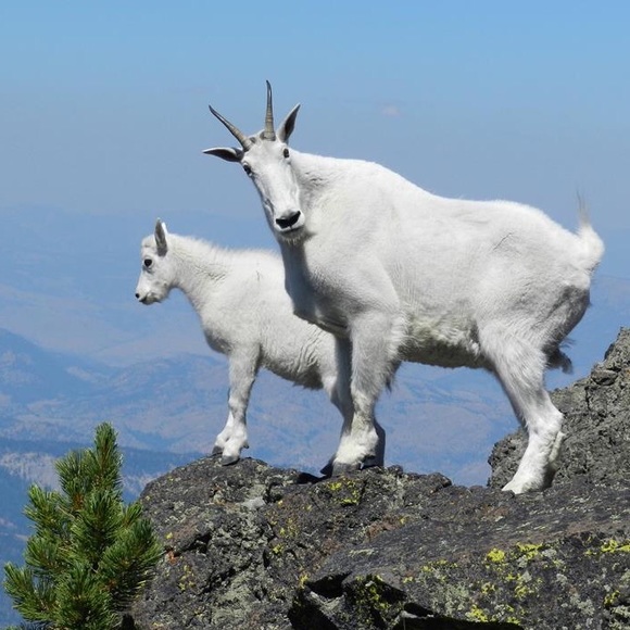 Meet your Posher, Chase - Picture 1 of 1